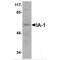 Insulinoma-associated protein 1 antibody, MBS151328, MyBioSource, Western Blot image 