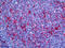 Gelsolin antibody, 51-715, ProSci, Immunohistochemistry frozen image 