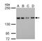Scaffold Attachment Factor B antibody, NB200-332, Novus Biologicals, Western Blot image 