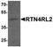 Reticulon 4 Receptor Like 2 antibody, LS-B10064, Lifespan Biosciences, Western Blot image 