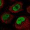 Cell Division Cycle 40 antibody, HPA046620, Atlas Antibodies, Immunofluorescence image 