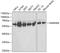 HNRPK antibody, 16-835, ProSci, Western Blot image 