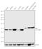 Isocitrate Dehydrogenase (NADP(+)) 2, Mitochondrial antibody, 711748, Invitrogen Antibodies, Western Blot image 