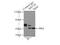 Keratin 18 antibody, 10830-1-AP, Proteintech Group, Immunoprecipitation image 