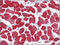 Troponin I, cardiac muscle antibody, AP22593PU-N, Origene, Immunohistochemistry frozen image 