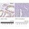 Fetal and adult testis-expressed transcript protein antibody, NBP1-85402, Novus Biologicals, Immunohistochemistry paraffin image 