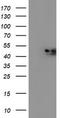 NADH:Ubiquinone Oxidoreductase Complex Assembly Factor 7 antibody, TA502995, Origene, Western Blot image 