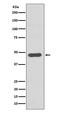 Coagulation Factor III, Tissue Factor antibody, M00342, Boster Biological Technology, Western Blot image 