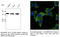 GAPDH antibody, AB0067-200, SICGEN, Western Blot image 