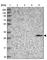 Phenazine Biosynthesis Like Protein Domain Containing antibody, HPA038035, Atlas Antibodies, Western Blot image 