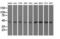 U2AF Homology Motif Kinase 1 antibody, GTX83440, GeneTex, Western Blot image 