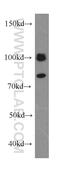 Calcium Binding And Coiled-Coil Domain 1 antibody, 19843-1-AP, Proteintech Group, Western Blot image 