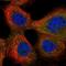 Chromosome X Open Reading Frame 38 antibody, NBP2-14705, Novus Biologicals, Immunofluorescence image 