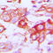 CLDN7 antibody, LS-C352039, Lifespan Biosciences, Immunohistochemistry paraffin image 