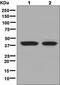 Haptoglobin antibody, ab131236, Abcam, Western Blot image 