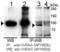 UV Radiation Resistance Associated antibody, TA324649, Origene, Western Blot image 