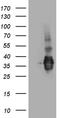SSU72 Homolog, RNA Polymerase II CTD Phosphatase antibody, CF809191, Origene, Western Blot image 