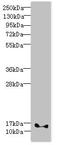 Family With Sequence Similarity 107 Member B antibody, orb354811, Biorbyt, Western Blot image 