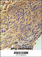 Cytoplasmic polyadenylation element-binding protein 4 antibody, 61-990, ProSci, Immunohistochemistry frozen image 