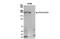 Eukaryotic Translation Initiation Factor 4 Gamma 1 antibody, NB100-268, Novus Biologicals, Immunoprecipitation image 