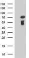 Methyltransferase Like 25 antibody, M17994, Boster Biological Technology, Western Blot image 