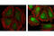 p38 antibody, 9216S, Cell Signaling Technology, Immunofluorescence image 