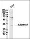 Dorsal Inhibitory Axon Guidance Protein antibody, orb155930, Biorbyt, Western Blot image 