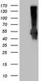 Programmed cell death 1 ligand 2 antibody, CF809004, Origene, Western Blot image 