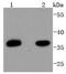 Paired box protein Pax-9 antibody, A03356, Boster Biological Technology, Western Blot image 