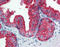 CD9 Molecule antibody, 51-872, ProSci, Immunohistochemistry paraffin image 