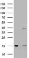 Translocase Of Outer Mitochondrial Membrane 40 Like antibody, LS-C792540, Lifespan Biosciences, Western Blot image 