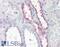 Alpha-defensin 13 antibody, 42-495, ProSci, Enzyme Linked Immunosorbent Assay image 
