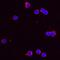C-C Motif Chemokine Ligand 5 antibody, AF478, R&D Systems, Immunofluorescence image 