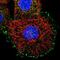 Leishmanolysin-like peptidase antibody, NBP1-92025, Novus Biologicals, Immunocytochemistry image 
