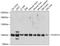 Protocadherin-15 antibody, GTX65556, GeneTex, Western Blot image 