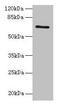HEAT Repeat Containing 9 antibody, CSB-PA003369LA01HU, Cusabio, Western Blot image 