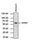 Adhesion G Protein-Coupled Receptor G3 antibody, PA3-049, Invitrogen Antibodies, Western Blot image 