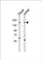TSPO Associated Protein 1 antibody, PA5-49434, Invitrogen Antibodies, Western Blot image 