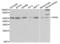 WASL antibody, LS-C332179, Lifespan Biosciences, Western Blot image 