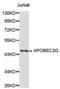 DNA dC->dU-editing enzyme APOBEC-3G antibody, abx001248, Abbexa, Western Blot image 