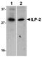 Baculoviral IAP Repeat Containing 8 antibody, AHP731, Bio-Rad (formerly AbD Serotec) , Western Blot image 