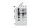 PKC Substrate  phosphate antibody, 6967S, Cell Signaling Technology, Western Blot image 
