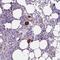 Endogenous Bornavirus Like Nucleoprotein 2 antibody, HPA068795, Atlas Antibodies, Immunohistochemistry frozen image 
