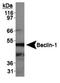 Beclin 1 antibody, NBP1-00088, Novus Biologicals, Western Blot image 