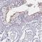 Dynein Axonemal Heavy Chain 11 antibody, NBP1-91843, Novus Biologicals, Immunohistochemistry frozen image 