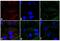 Rabbit IgG antibody, A16109, Invitrogen Antibodies, Immunofluorescence image 