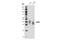 Dickkopf WNT Signaling Pathway Inhibitor 1 antibody, 48367S, Cell Signaling Technology, Western Blot image 