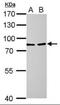 Lysyl oxidase homolog 2 antibody, orb195519, Biorbyt, Western Blot image 