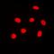 Histone Cluster 4 H4 antibody, orb224159, Biorbyt, Immunofluorescence image 