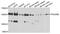 Eukaryotic translation initiation factor 1A, X-chromosomal antibody, A09001, Boster Biological Technology, Immunohistochemistry frozen image 